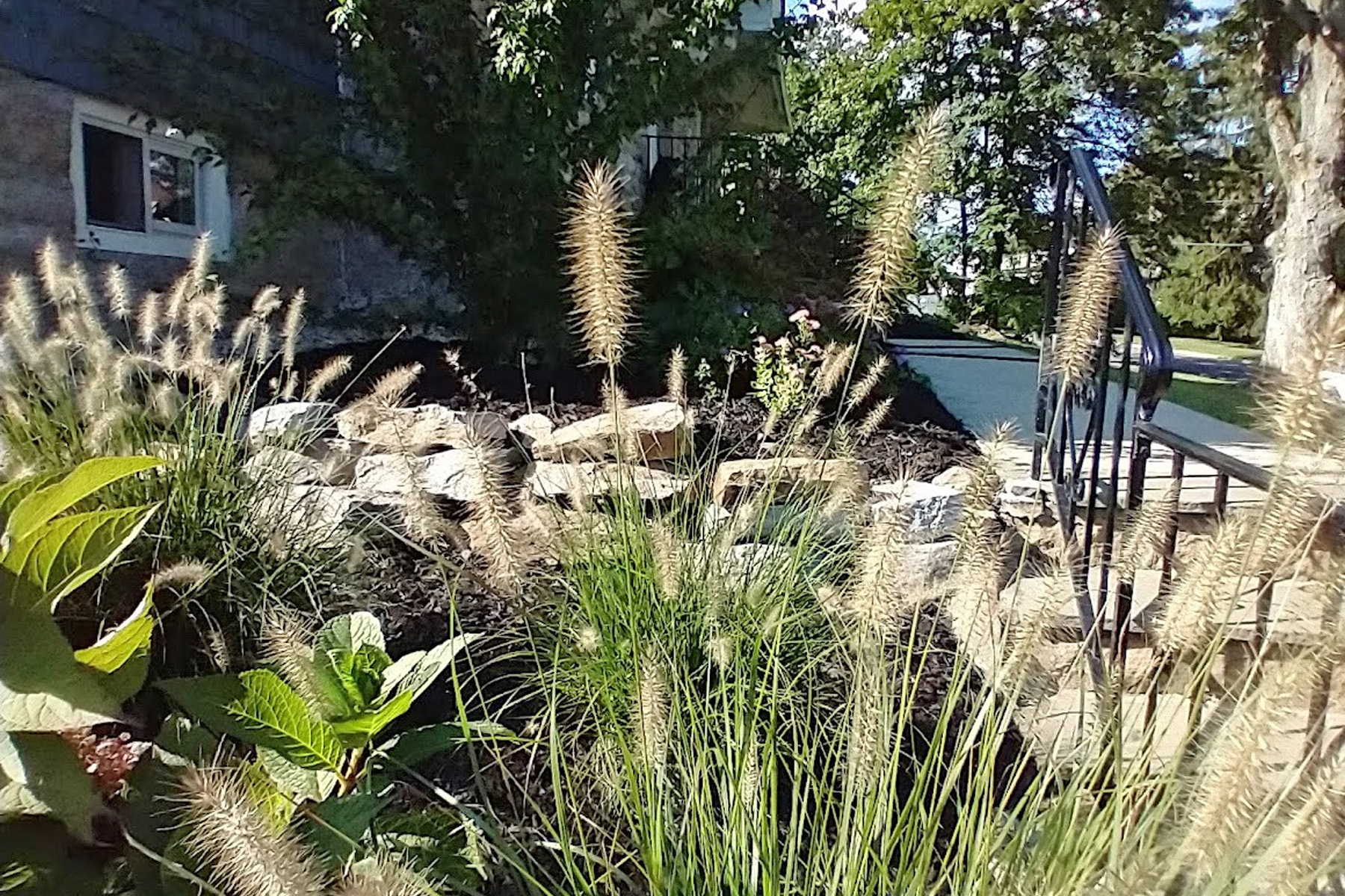 Thumbnail of completed plant bed, along the walkway, with mulch