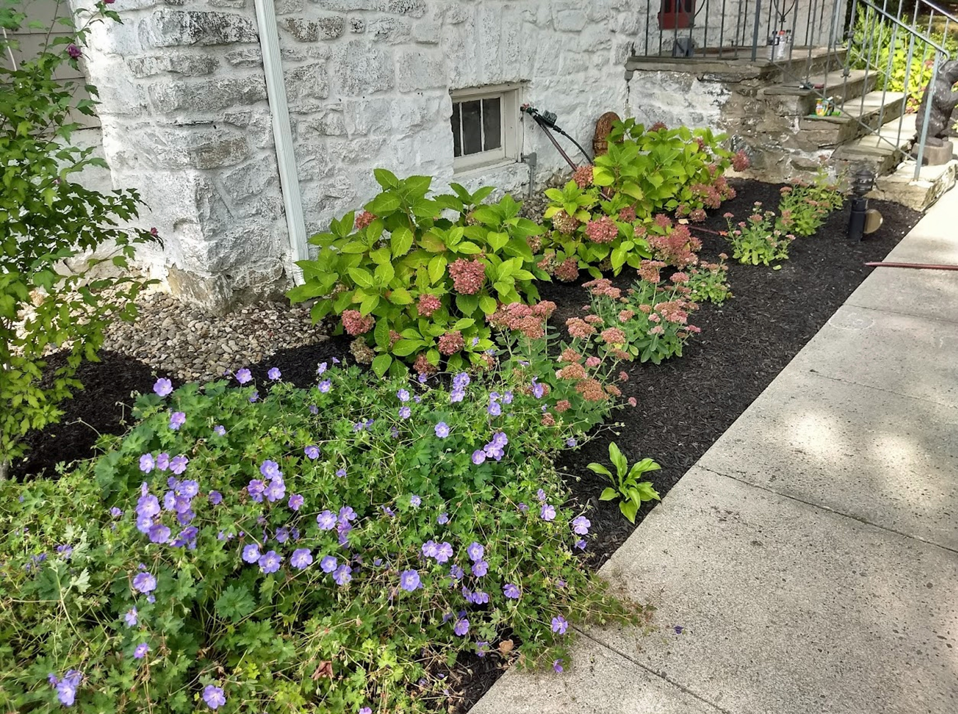 Thumbnail of completed plant bed, along the walkway, with mulch