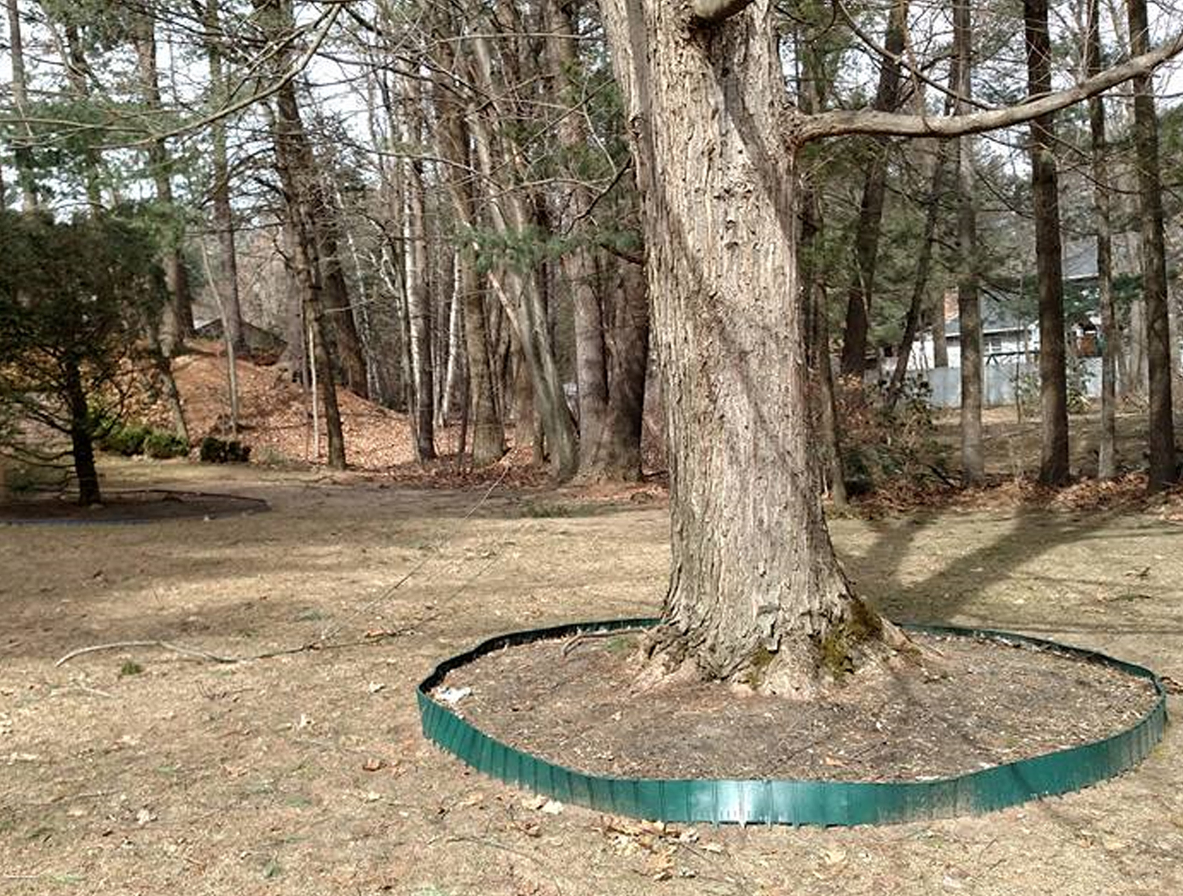 Thumbnail of an old plastic ring around a large tree holding dirt