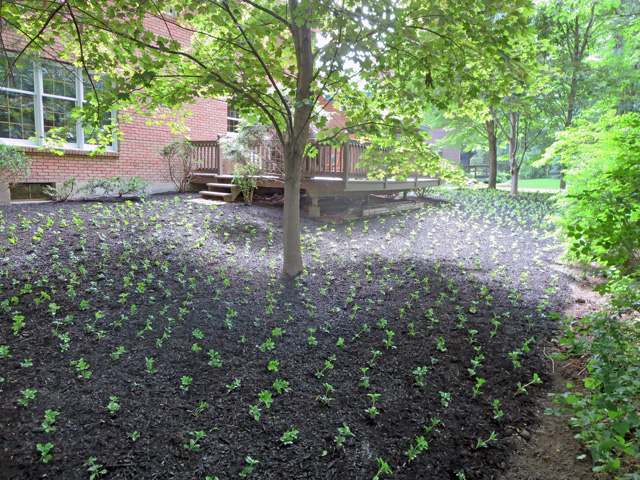 Image of newly planted ground cover with fresh soil