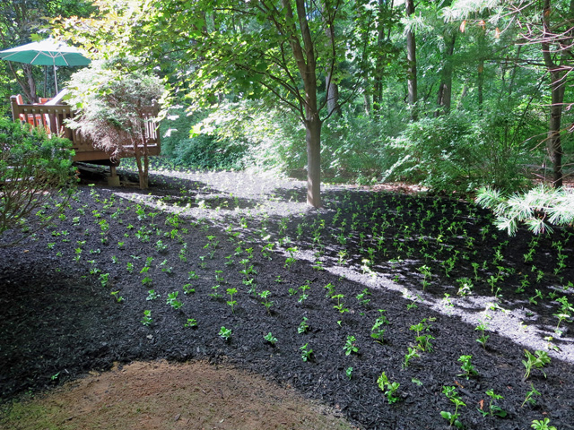 Image of newly planted ground cover with fresh soil