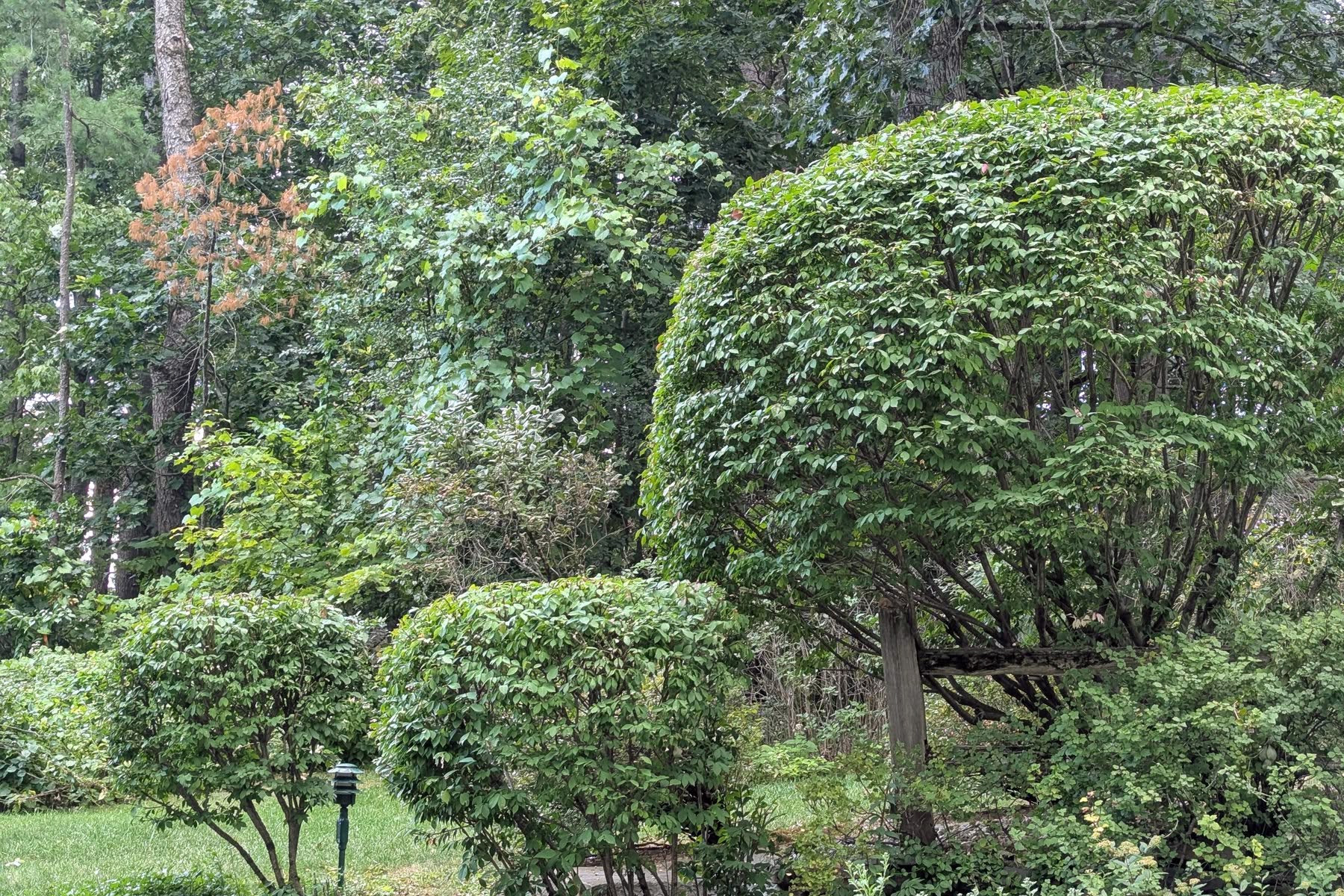 Thumbmnail image of a freshly mowed lawn with two weeded plantbeds and a house in the background