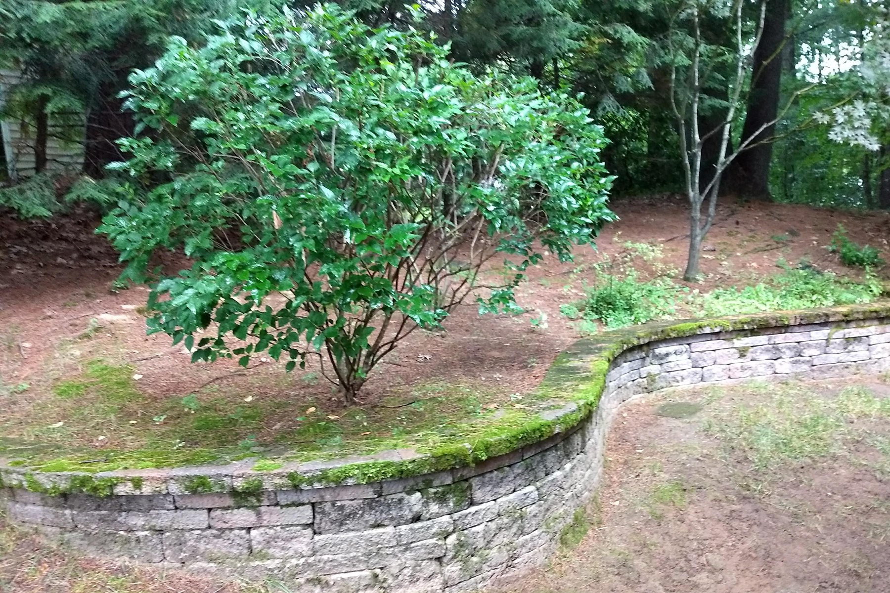 Thumbnail of an overgrown plant bed with no mulch