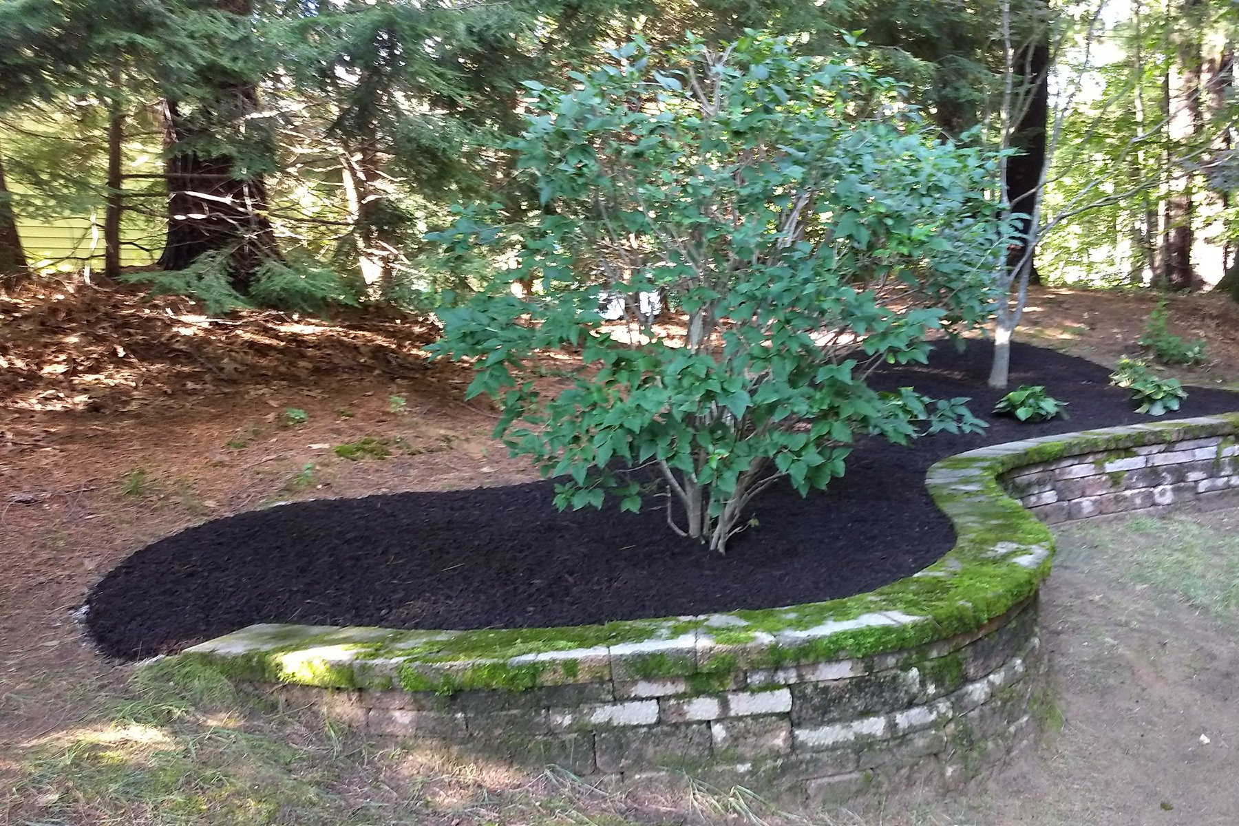 A freshly mulched plant bed, from the front, with a moss covered stone retaining wall (after)
